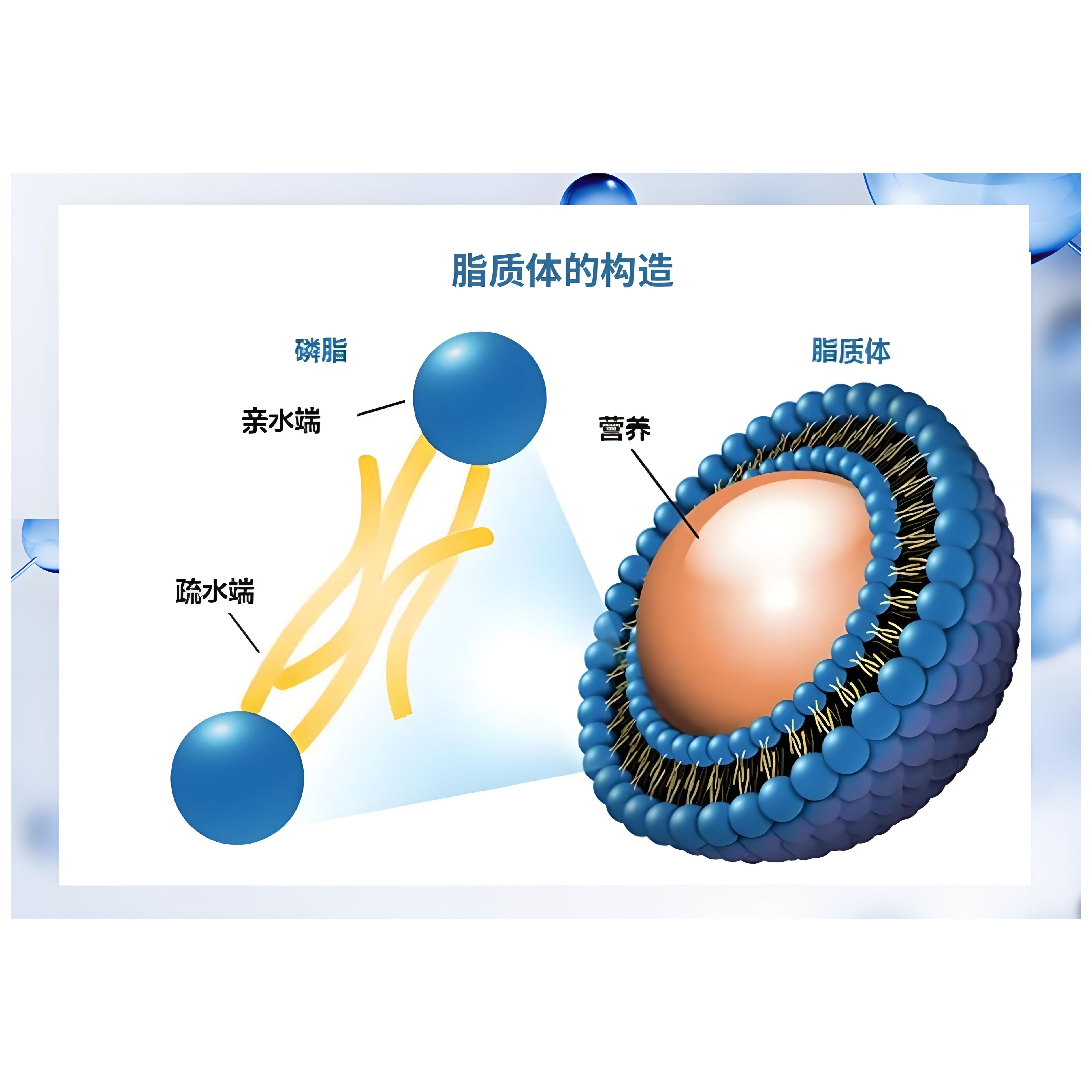 负载姜黄素的脂质体被靶向肽RDP修饰