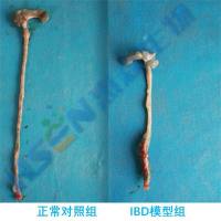 IBD模型