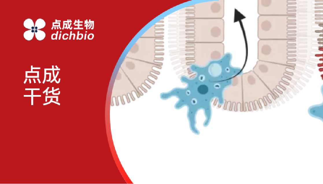 点成干货 | 利用肠道芯片和4D成像了解病原体入侵