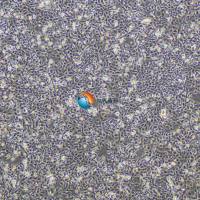 glioma261-luc小鼠神经胶质瘤细胞-荧光素酶标记