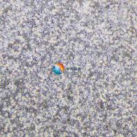 K7M2 wt-luc小鼠骨肉瘤成骨细胞-荧光素酶标记