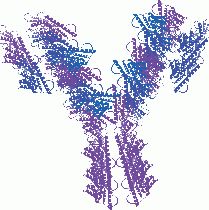 Anti-FANCM (C-term) Antibody