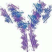Anti-M13/fd/F1 Filamentous Phages g8p Antibody