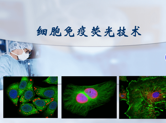 细胞免疫荧光的操作步骤