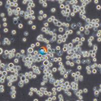 K-562/Adr 人白血病阿霉素耐药株 