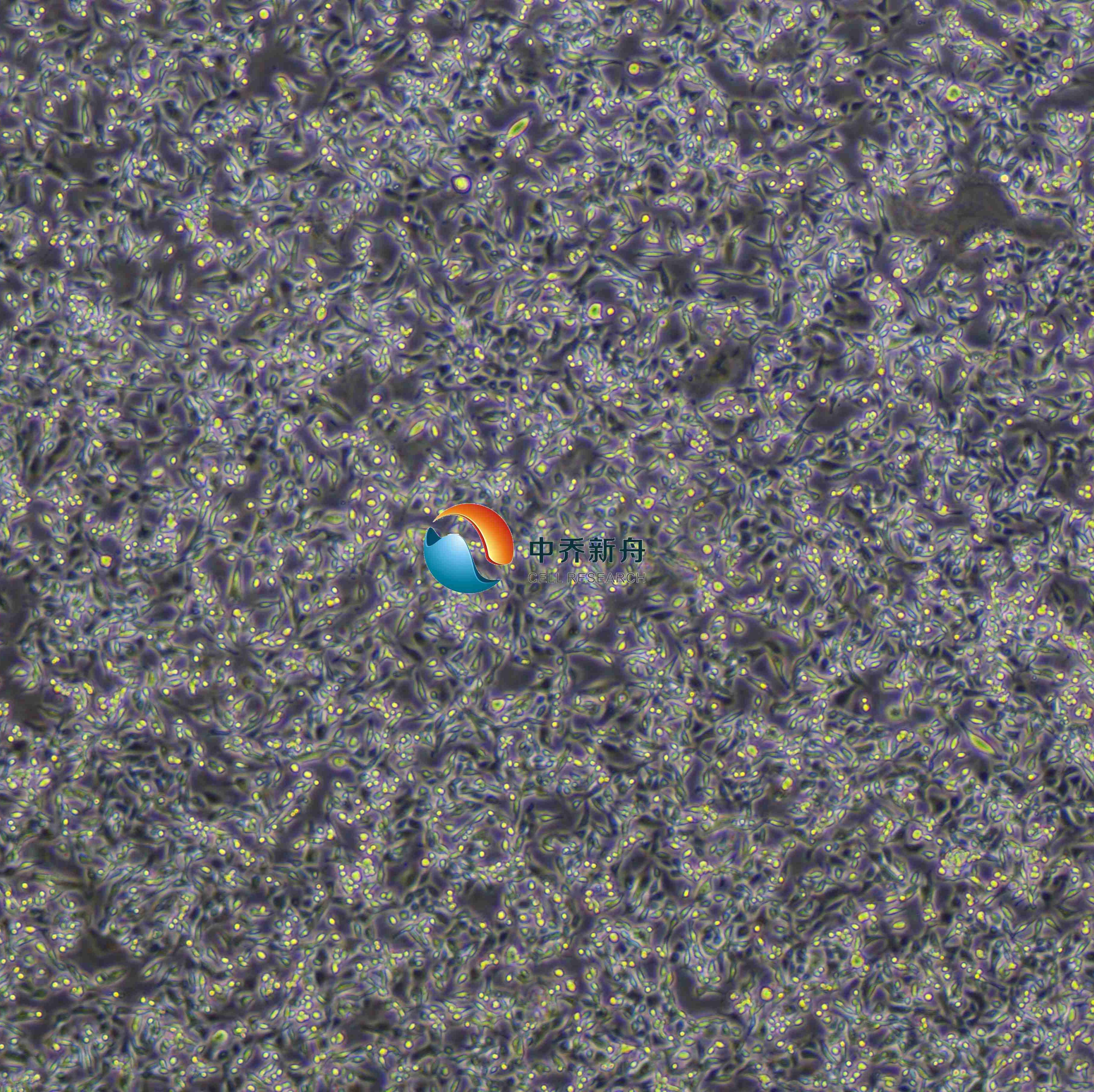 MC38-LUC小鼠结肠癌细胞-荧光素酶标记