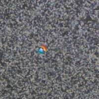 MC38-LUC小鼠结肠癌细胞-荧光素酶标记