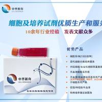 SK-MEL-2-luc人恶性黑色素瘤细胞-荧光素酶标记