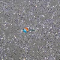 SK-OV-3-luc人卵巢癌细胞-荧光素酶标记