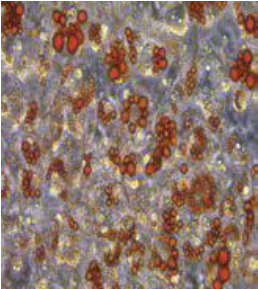 油红O脂质染色试剂盒--助力科研加速前行