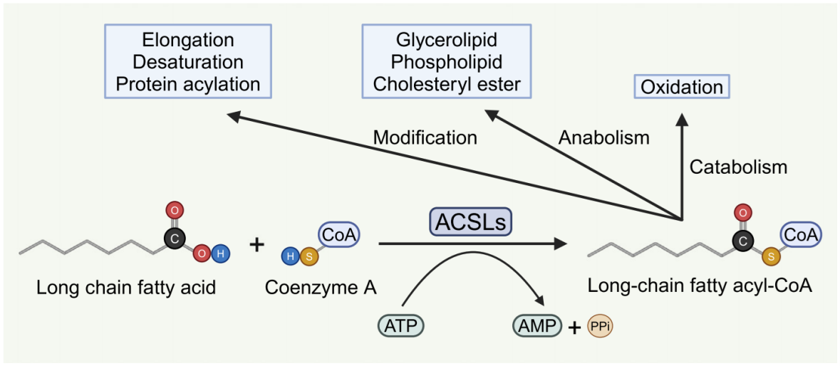 铁死亡功能酶系列4 | 铁死亡底物供应者——ACSLs