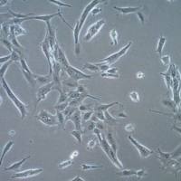 默克Merck TS/A Mouse Mammary Adenocarcinoma Cell Line