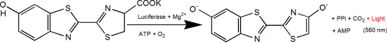 D-荧光素钾盐(D-Luciferin, Potassium