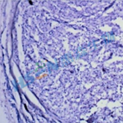 神经组织类形态学