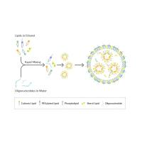 固体脂质纳米粒被冰 片修饰