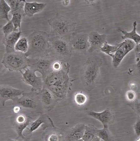 默克Merck UM-SCC-105 Human Squamous Carcinoma Cell Line,