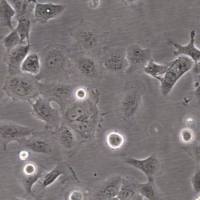 默克Merck UM-SCC-105 Human Squamous Carcinoma Cell Line,