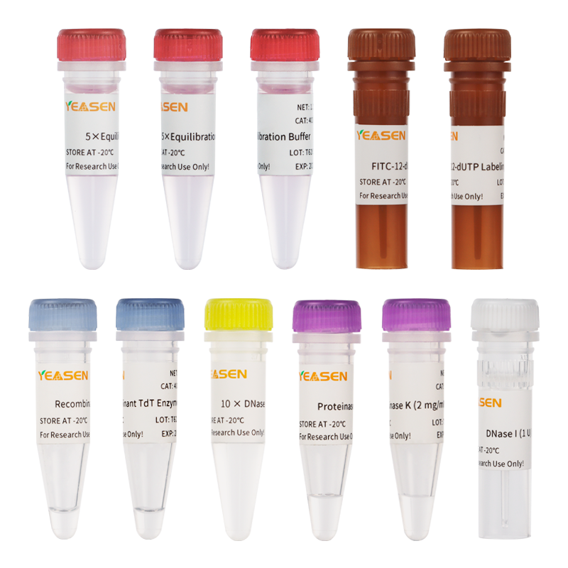 tunel试剂盒-TUNEL细胞凋亡检测试剂盒（FITC）