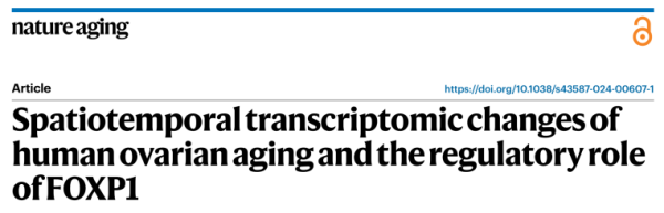 时空转录组揭秘：FOXP1守护卵巢年轻的秘密