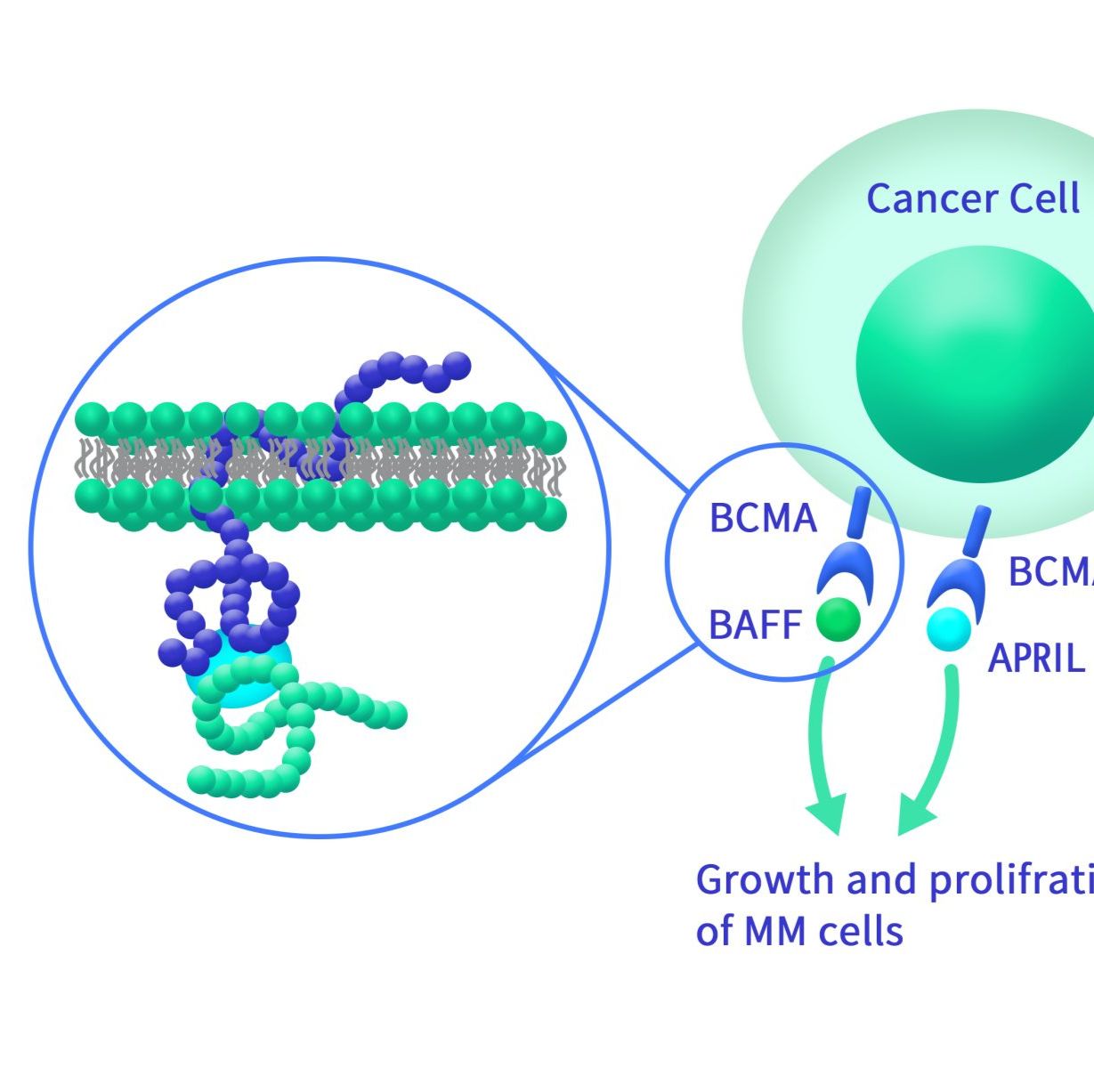 人LIGHT蛋白, hFc标签