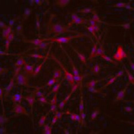 默克Merck SMA-560 Mouse Orthotopic Glioma Cell Line