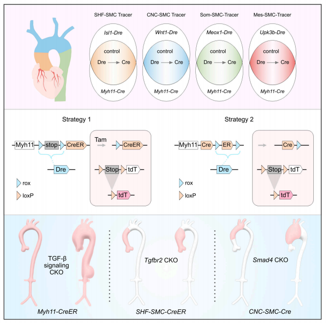 Circulation | 南模生物助力揭示平滑肌细胞对主动脉疾病的起源依赖性易感性