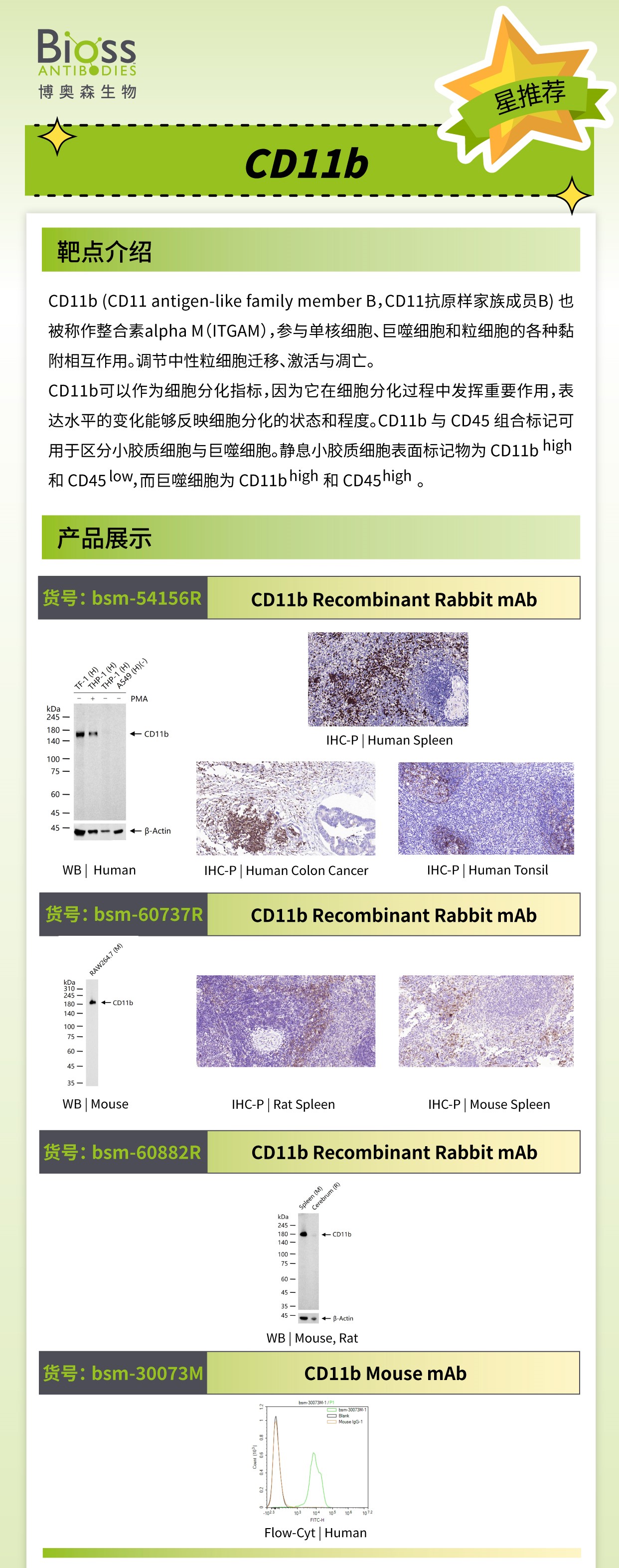 Bioss 星推荐 | CD11b