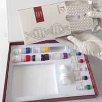 Branchiomyce spp.鳃霉属探针法荧光定量PCR试剂盒