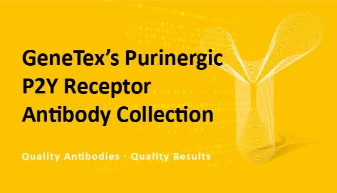 GeneTex 重组 P2Y 嘌呤受体抗体系列助力您的研究！