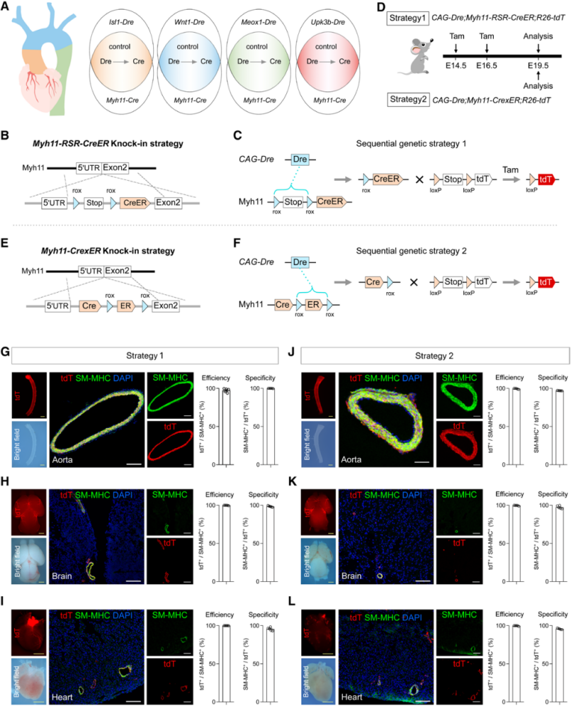 Circulation | 南模生物助力揭示平滑肌细胞对主动脉疾病的起源依赖性易感性