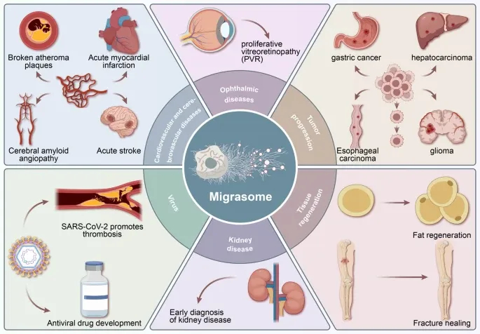 迁移体研究 迁移体研究