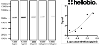 Anti-beta III Tubulin antibody ValidAb TM