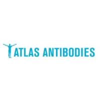 Atlas antibodies HPA008017 Anti-A4GNT Antibody