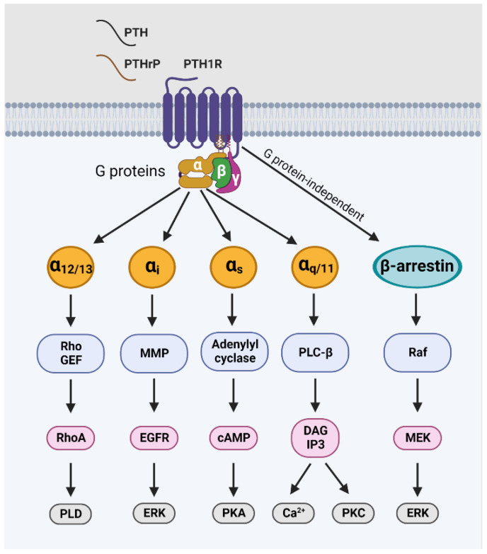PTH1R：骨质疏松和甲状旁腺功能减退的关键靶点