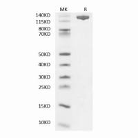 Recombinant CRISPR-Cas12a Protein