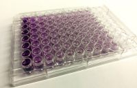 Mini BCA Protein Assay&nbsp;Kit