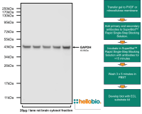 SuperBlot TM Rapid Single-Step Blocking Solution