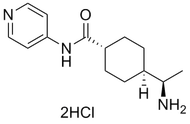 ROCK inhibitor Y-27632