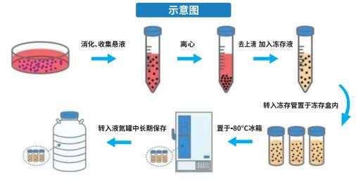 无血清细胞冻存液试用装