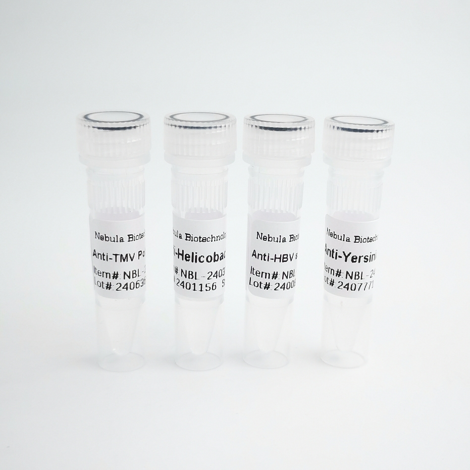 CARHSP1蛋白 | Human CARHSP1