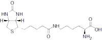 Biocytin