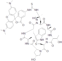 Rhodamine phalloidin-TRITC