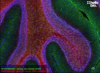 Goat Anti-Mouse IgG H&amp;L (Janelia Fluor 549