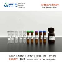 M13 phage Recombinant Rabbit Antibody (HRP Conjugate) (S-1403-13)【中文名称：M13噬菌体重组兔抗体】, 斯达特-国产抗体专家