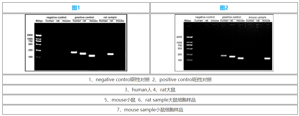 细胞种属鉴定检测试剂盒试用装