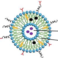 负载瑞喹莫德(R848)的脂质体被甘露糖(Mannose)修饰