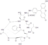 FITC Phalloidin
