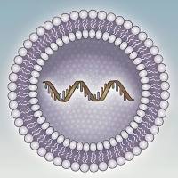 阳离子脂质体包载四氧化三铁(Fe₃O₄) 阳离子脂质体-Fe₃O₄复合纳米颗粒