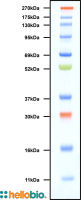 Prestained Protein Ladder (11 – 270 kDa)