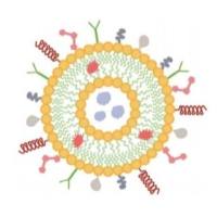 负载辅酶Q10和α-硫酸锌的脂质体被壳聚糖修饰